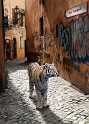 24 Montage Tiger Lamm